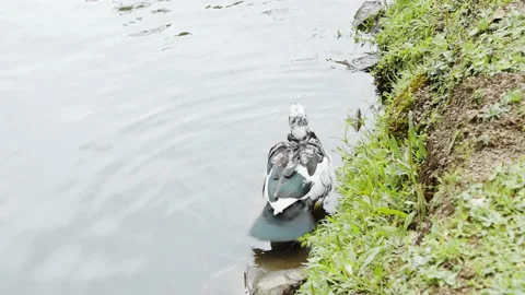 Black and white duck gracefully shaking the tail and body in the edge of Stock Footage 157464693