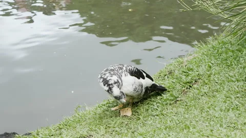 Black and white duck staring at the camera in the grass surrounding a lake Stock Footage 157464809