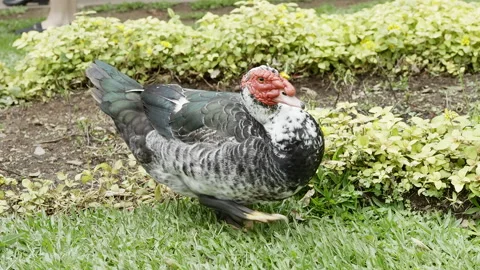Black and white duck walking gracefully in slow motion on the grass in a Stock Footage 157465732