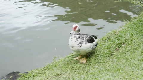 Black and white duck washing itself in the grass surrounding a lake after Stock Footage 157465053