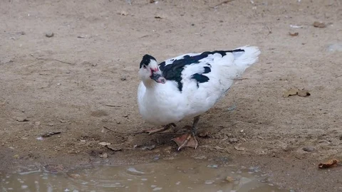 Black and white ducks are feeding ducks in natural environment hd video, Stock Footage 101093841