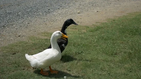 Black and White Ducks Stock Footage 124934681
