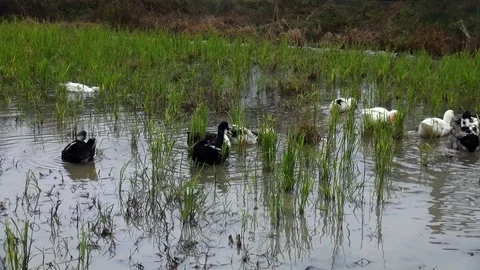 Black and white ducks in a pond Stock Footage 104411644