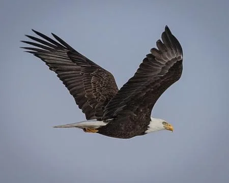 Black and white eagle flying during daytime, selective focus, selective focus Stock Photos
