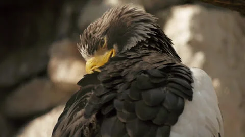 Black and white eagle Stock Footage 25532801