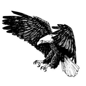 Black and white eagle hand drawn Stock Illustration