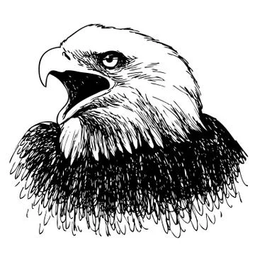 Black and white eagle hand drawn Stock Illustration
