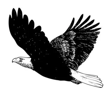 Black and white eagle hand drawn Illustrazione stock