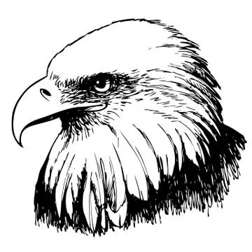 Black and white eagle hand drawn Stock Illustration