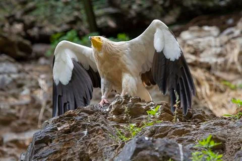 .black and white eagle on a rock and blurred background Stock Photos