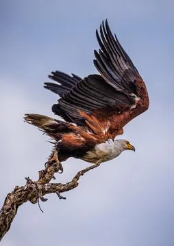 Black and white eagle on a tree branch Stock Photos