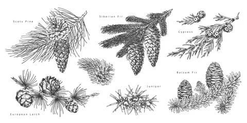 Black and white educational poster with various coniferous branches and tree Stock Illustration