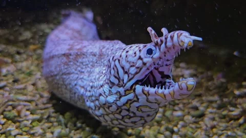  A black and white eel  head Stock Footage 266065983
