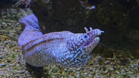 A black and white eel resting  Stock Footage 266071288