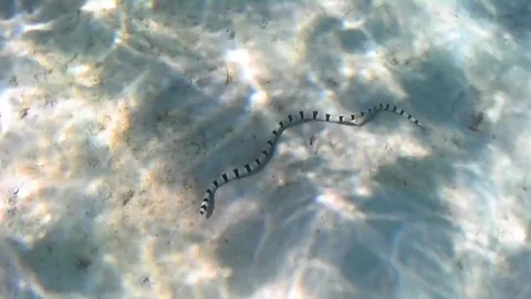  Black and White Eel Searching for Prey on Sandy Seafloor in the Red Sea Stock Footage 339536817