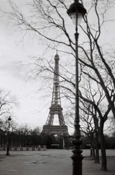 Black and White Eiffel Tower and Trees in Paris during Autumn Fall Stock Photos