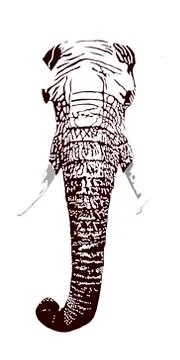 Black and white elephant. Illustrazione stock