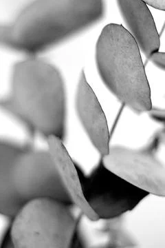 Black and White Eucalyptus Stock Photos