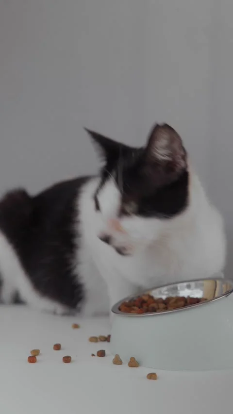 Black and white expectant cat licking kibble 库存影片 329819559
