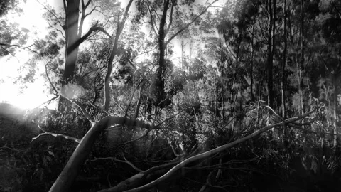 Black and white fallen tree in a forest light rays slow motion tracking 4K Stockbeeldmateriaal 196849025