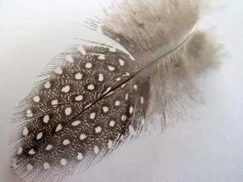 Black and white Feather from a Guinea fowl Numididae in the order Galliformes Stock Photos