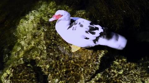 Black and white feathered duck standing on a rock in freshwater stream. Stock Footage 171633192