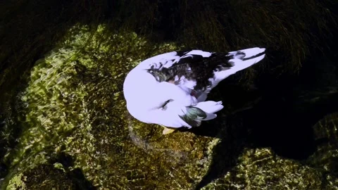 Black and white feathered duck standing on a rock in freshwater stream. Stock Footage 171633305
