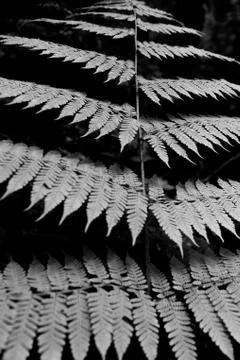 Black and white fern pattern. Stock Photos