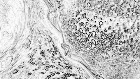 Black and White Fields Moving Independently Stock Footage 328507500