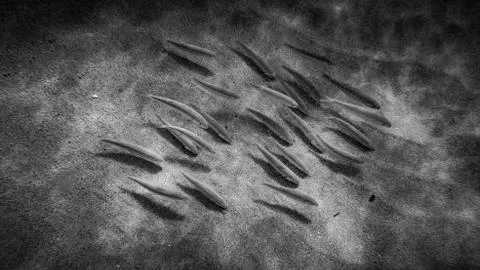 Black and white Fish Stock Photos
