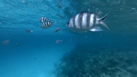 Black and white fish under water close to surface Stock Footage 107476490