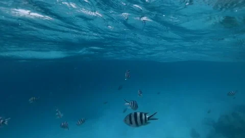 Black and white fish under water close to surface Stock Footage 107476533