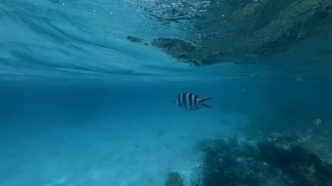 Black and white fish under water close to surface Stock Footage 107476699