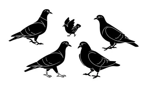 Black and white of five pigeons on white background birds silhouette Stock Illustration