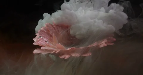 Black and white float and mix in water over pink flower 스톡 동영상 123640812