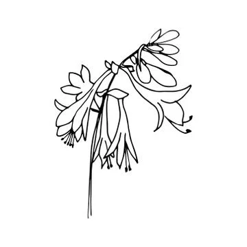 Black and white floral elements. Good for wedding invitation, background, bro Stock Illustration