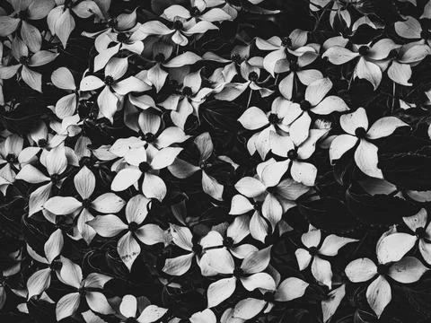 Black and white floral pattern created from Cornus kousa blossoms and foliage Foto stock
