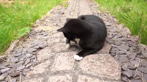 Black and white fluffy cat playing with leaf in summer garden sunny day close up Stock Footage 157225473