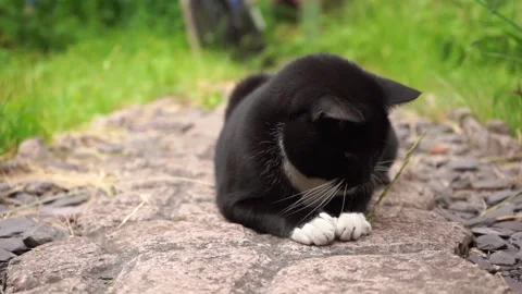 Black and white fluffy cat playing with leaf in summer garden sunny day close up Stock Footage 159092913