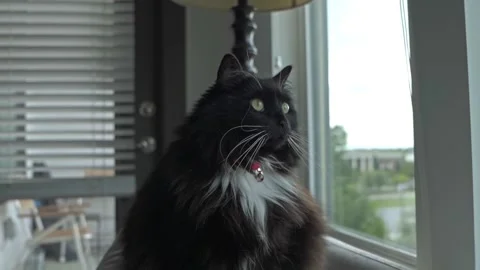 Black and white fluffy cat sitting peacefully by the window and looking out.. Stockbeeldmateriaal 337454169