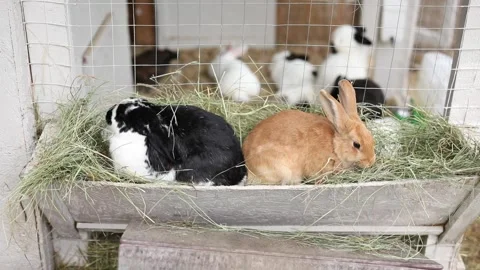 Black and white fluffy rabbit and ginger hear chewing hay in its enclosure on th Stock Footage 304246549