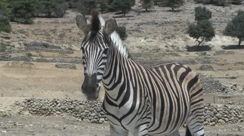 Black and White Stock Footage 10562320