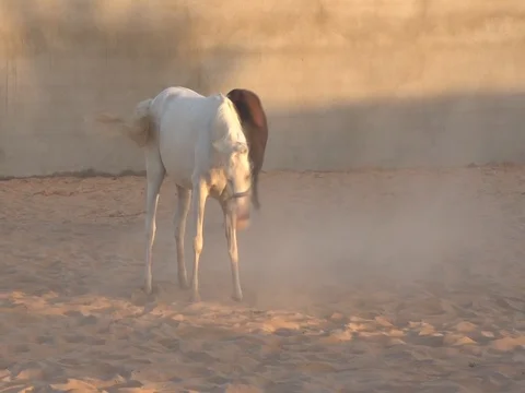 The black and white Stock Footage 112776407