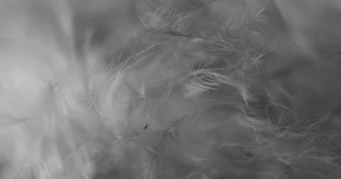 Black and white. Video stock 277278181