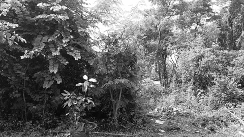 Black and White Forest Stock Footage 301512569