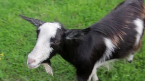 Black and white goat close up wide angle shooting 스톡 동영상 74934871