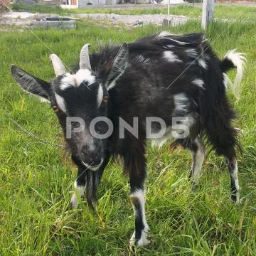A black and white goat grazing on the grass. Stock Photos