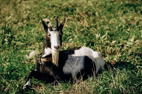 A black and white goat lying comfortably on a lush green meadow Stock Photos