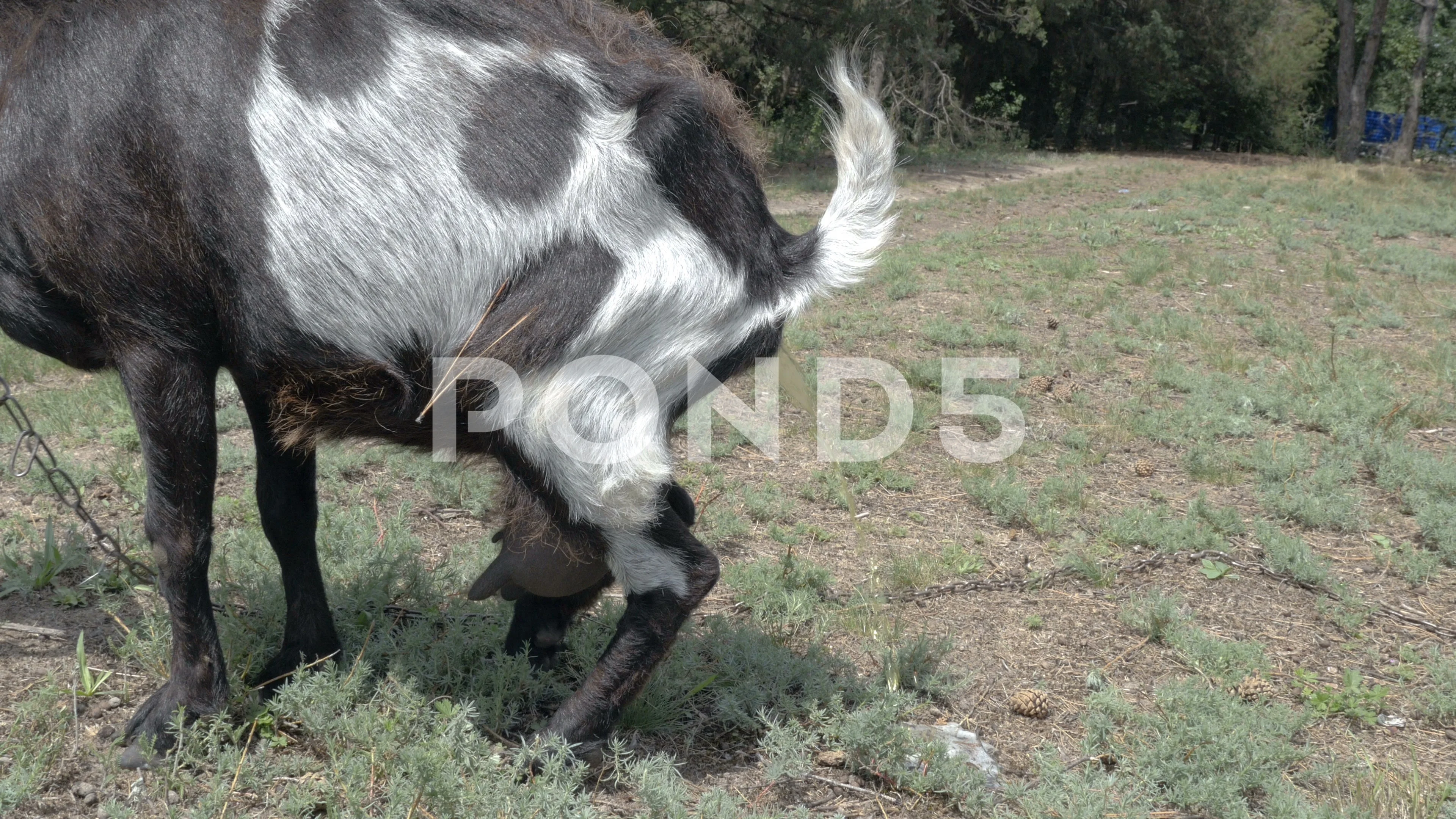 Black Bengal Goat Herd following white g, Stock Video