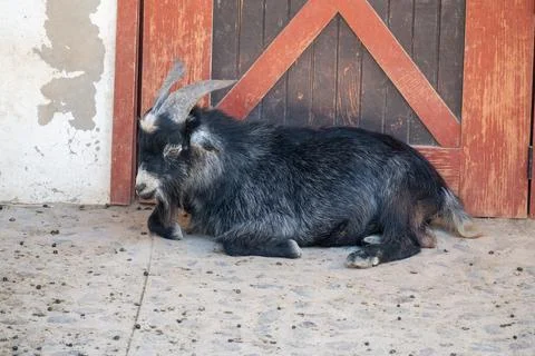 Black and white goat resting calmly by a rustic wooden door at Guadalajara Zoo Stock Photos